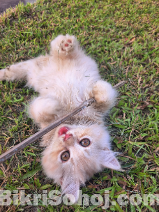 Traditional Persian kitten